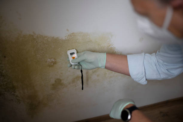 Best Attic Mold Remediation in Ringgold, LA